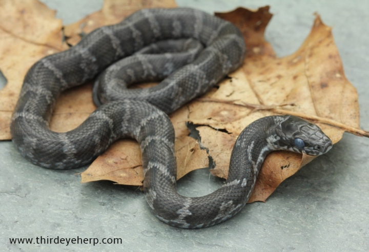 Melanistic Russian Rat Snake